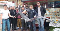 110 kiloluk köpek balığı yakalandı