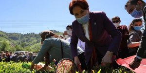 Akşener’den Erdoğan’a: Onun için çay topluyorum