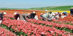 Lalelerin ‘yaprak kırma’ zamanı