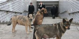 RUSYA’DA 2 BİN KÖPEK İTLAF EDİLECEK